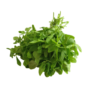 Waterleaf