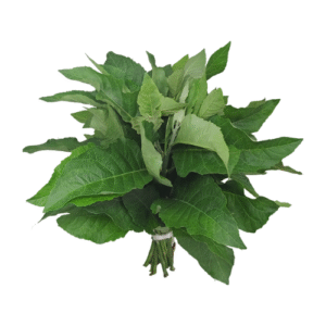 Bitterleaf